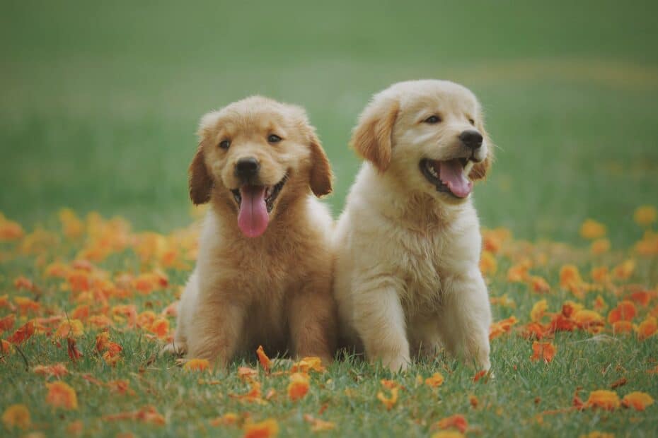 two yellow labrador retriever puppies