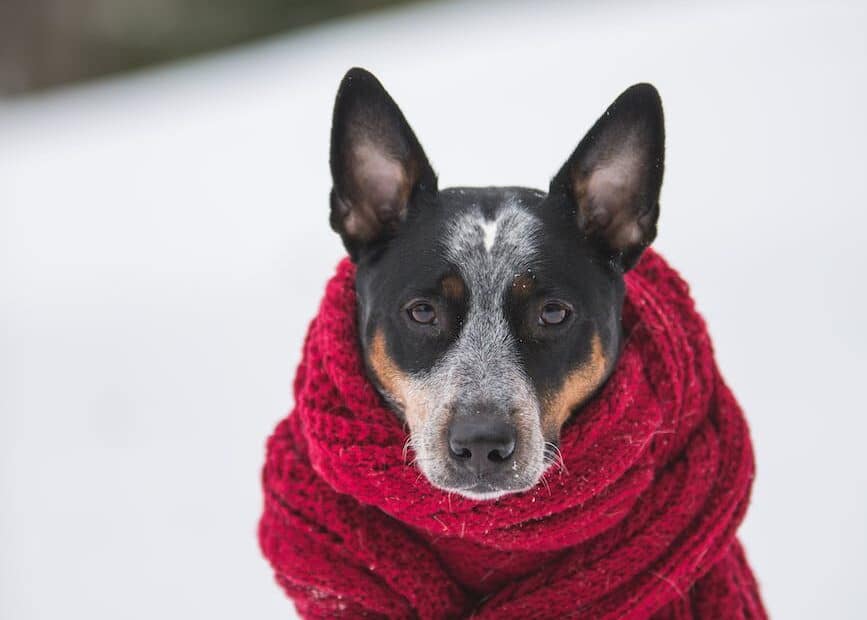 dog wearing crochet scarf with fringe while sitting on snow selective focus photography