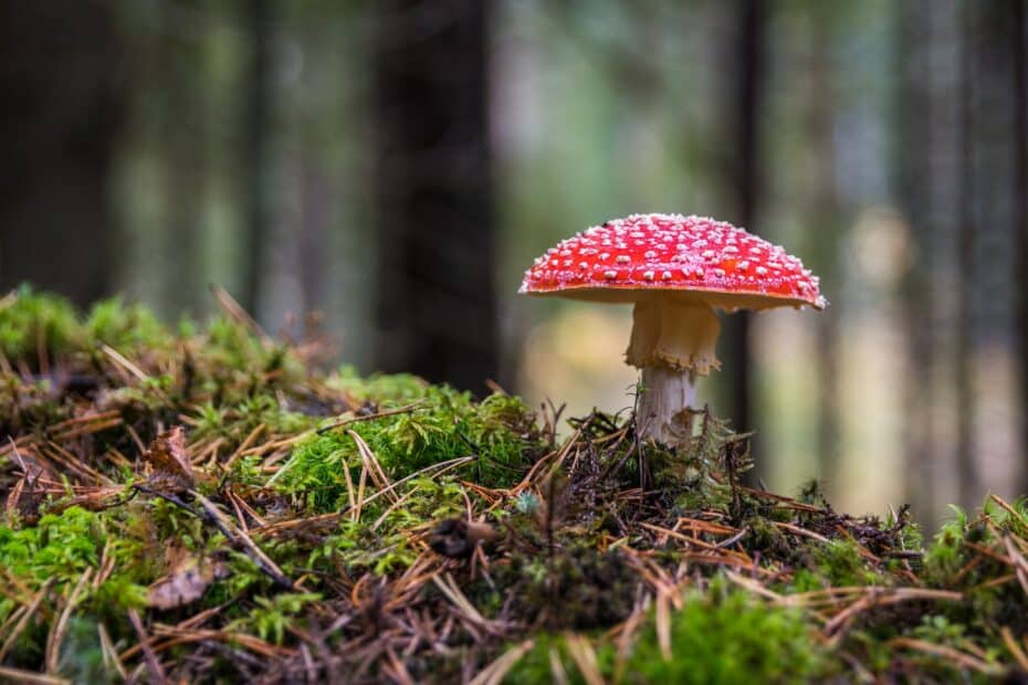 closeup photo of red and white mushroom