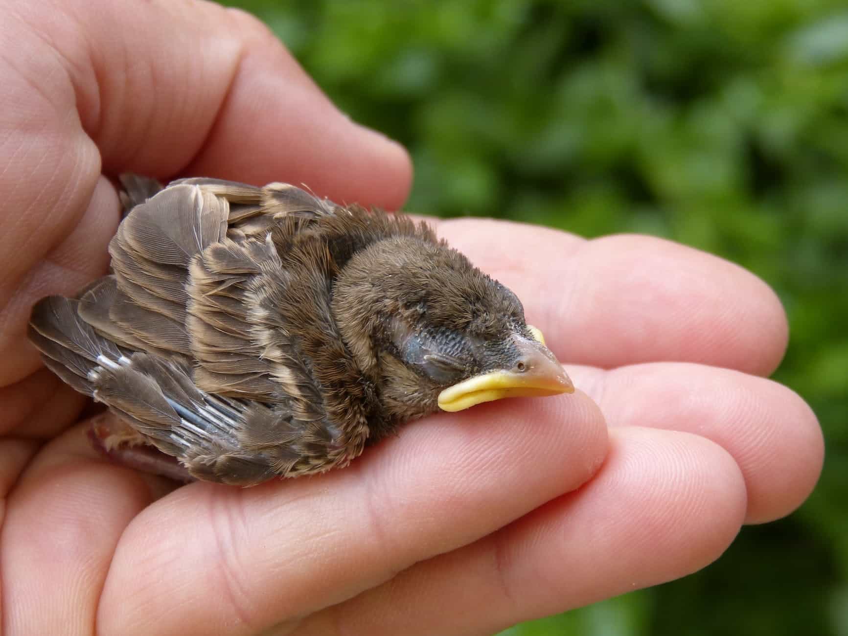 person holding brown chick during daytime