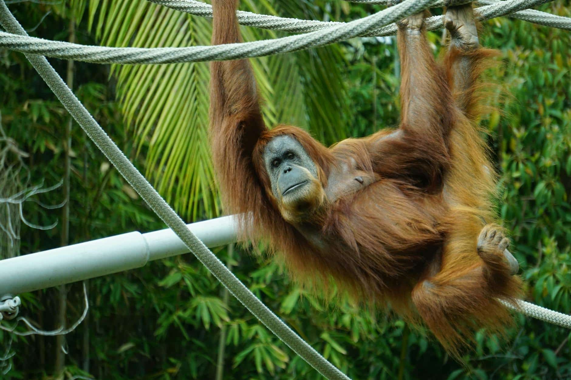 brown primate hanging on tree