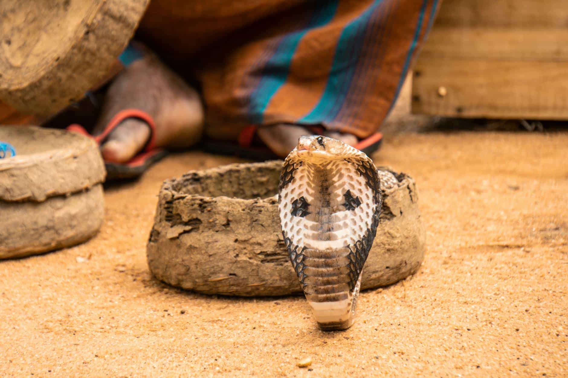cobra on brown sand