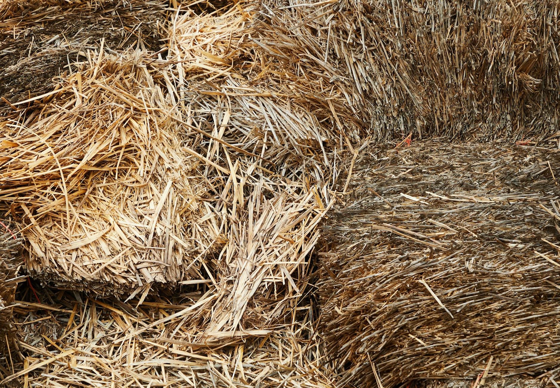 stacks of dry hay in barn