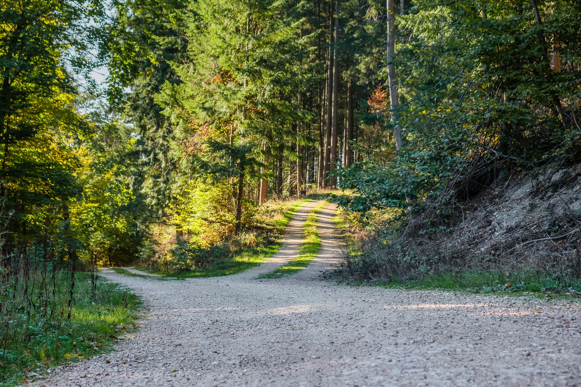 a pathway in the middle of the forest